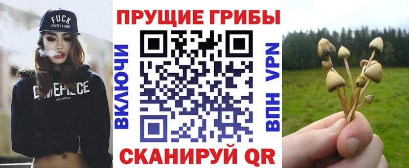 дарнет шоп  Княгинино  Галлюциногенные грибы Psilocybine cubensis 